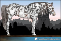 Horse Color:Brown Sabino Splash Appaloosa  and Brown Sabino Splash Appaloosa 
