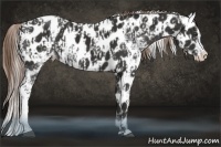 Horse Color:White Spotted Liver Chestnut Sabino Splash Blanket and White Spotted Liver Chestnut Sabino Splash Blanket