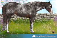 Horse Color:White Spotted Liver Chestnut Splash  and White Spotted Liver Chestnut Splash 