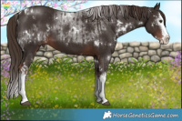 Horse Color:White Spotted Liver Chestnut Splash  and White Spotted Liver Chestnut Splash 