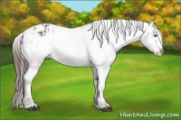 Horse Color:Liver Chestnut Sabino Splash Varnish  and Liver Chestnut Sabino Splash Varnish 