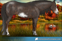 Horse Color:Liver Chestnut Sabino Splash Frame  and Liver Chestnut Sabino Splash Frame 
