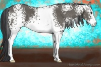 Horse Color:White Spotted Grullo Sabino 