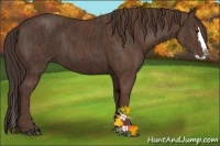 Horse Color:Liver Chestnut Sabino Splash  Brindle