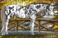 Horse Color:Liver Chestnut Sabino Splash Appaloosa and Liver Chestnut Sabino Splash Appaloosa