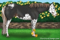 Horse Color:Liver Chestnut Sabino Splash Appaloosa and Liver Chestnut Sabino Splash Appaloosa