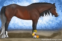 Horse Color:Bay Sabino  and Bay Sabino 