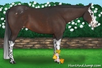 Horse Color:Bay Sabino Splash Appaloosa and Bay Sabino Splash Appaloosa