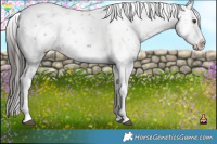 Horse Color:White Spotted Liver Red Dun Sabino Splash  and White Spotted Liver Red Dun Sabino Splash 