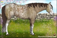 Horse Color:White Spotted Liver Red Dun Sabino Splash  and White Spotted Liver Red Dun Sabino Splash 