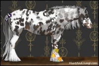 Horse Color:Liver Chestnut Sabino Splash Tobiano Appaloosa  Brindle