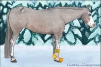 Horse Color:Bay Sabino Splash Appaloosa and Bay Sabino Splash Appaloosa