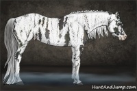 Horse Color:Liver Chestnut Sabino Splash Appaloosa Brindle