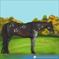 Horse Color:White Spotted Brown 