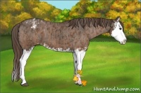 Horse Color:Liver Chestnut Splash Appaloosa and Liver Chestnut Splash Appaloosa