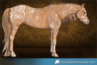 Horse Color:White Spotted Liver Chestnut Sabino Splash Brindle