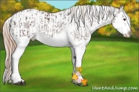 Horse Color:Liver Chestnut Sabino Splash Appaloosa  and Liver Chestnut Sabino Splash Appaloosa 