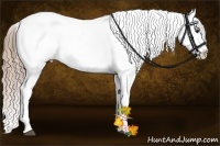 Horse Color:Liver Chestnut Sabino Splash Appaloosa and Liver Chestnut Sabino Splash Appaloosa