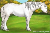 Horse Color:Palomino Frame Appaloosa
