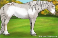 Horse Color:Chocolate Palomino Sabino Frame Appaloosa 