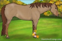 Horse Color:Red Dun Roan 