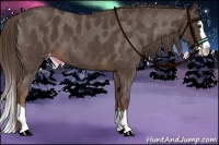 Horse Color:Liver Red Roan Sabino Splash Varnish 