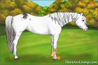 Horse Color:Bay Sabino Splash Appaloosa  and Bay Sabino Splash Appaloosa 