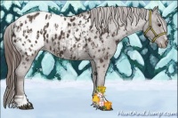 Horse Color:Liver Chestnut Sabino Appaloosa  and Liver Chestnut Sabino Appaloosa 