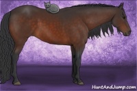 Horse Color:Bay Sabino