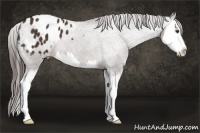 Horse Color:Liver Chestnut Sabino Splash Appaloosa 
