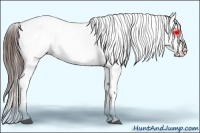 Horse Color:Bay Sabino Splash Tobiano Varnish and Bay Sabino Splash Tobiano Varnish