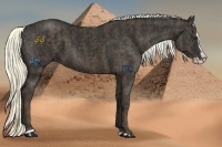 Horse Color:Liver Chestnut Sabino Splash  Brindle