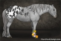 Horse Color:Black Sabino Splash Appaloosa  Brindle