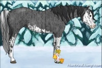 Horse Color:Blue Roan Sabino Splash  and Blue Roan Sabino Splash 