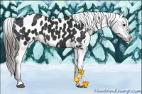 Horse Color:Black Sabino Splash Appaloosa  Brindle