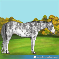Horse Color:Liver Chestnut Sabino Splash  and Liver Chestnut Sabino Splash 