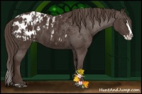 Horse Color:Liver Chestnut Sabino Splash Appaloosa  and Liver Chestnut Sabino Splash Appaloosa 