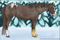 Horse Color:Liver Chestnut Sabino Splash Appaloosa  and Liver Chestnut Sabino Splash Appaloosa 