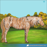 Horse Color:White Spotted Liver Chestnut Sabino Splash Appaloosa  Brindle