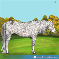 Horse Color:White Spotted Liver Chestnut Sabino Splash Appaloosa  Brindle