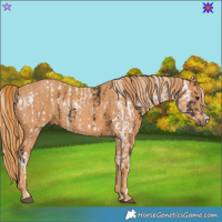 Horse Color:Liver Chestnut Mushroom Sabino Splash Appaloosa Brindle