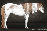 Horse Color:White Spotted Chestnut Tobiano 