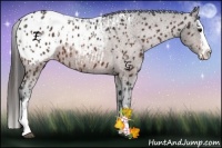 Horse Color:Bay Sabino Splash Appaloosa and Bay Sabino Splash Appaloosa