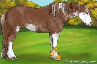 Horse Color:Chestnut Sabino