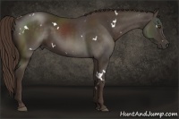 Horse Color:White Spotted Liver Chestnut 
