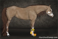 Horse Color:Liver Red Dun Sabino