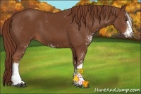 Horse Color:Chestnut Sabino 