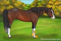 Horse Color:Bay Splash 