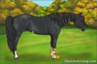 Horse Color:Black Sabino