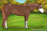 Horse Color:Chestnut Sabino
